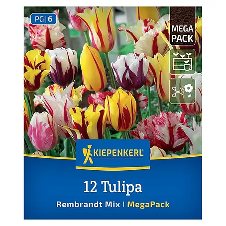 Kiepenkerl  Blumenzwiebeln Mega-Pack Rembrandt-Tulpen