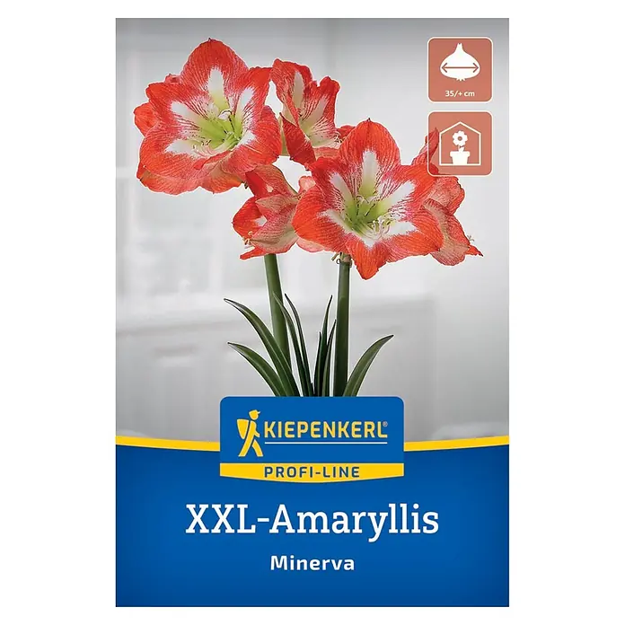 Kiepenkerl Profi-Line Amaryllis - Hippeastrum hybrids, Weiß/Rot - XXL Amaryllis Minerva mit großen rot-weiß gestreiften Blüten und grünen Blättern.