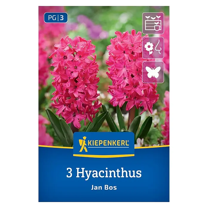 Kiepenkerl Blumenzwiebeln Hyazinthe - Hyacinthus orientalis 'Jan Bos' - Kiepenkerl Packung für 3 'Jan Bos' Hyazinthenzwiebeln, mit fuchsiafarbenen Blüten.