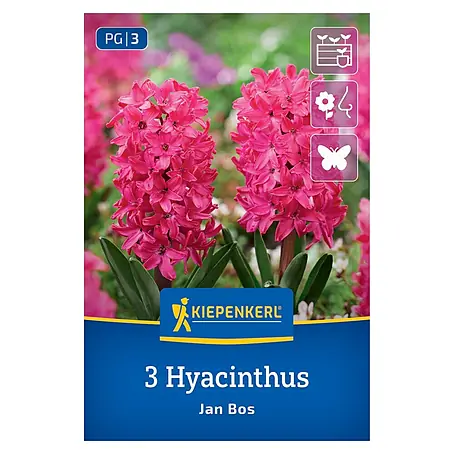 Kiepenkerl  Blumenzwiebeln Hyazinthe