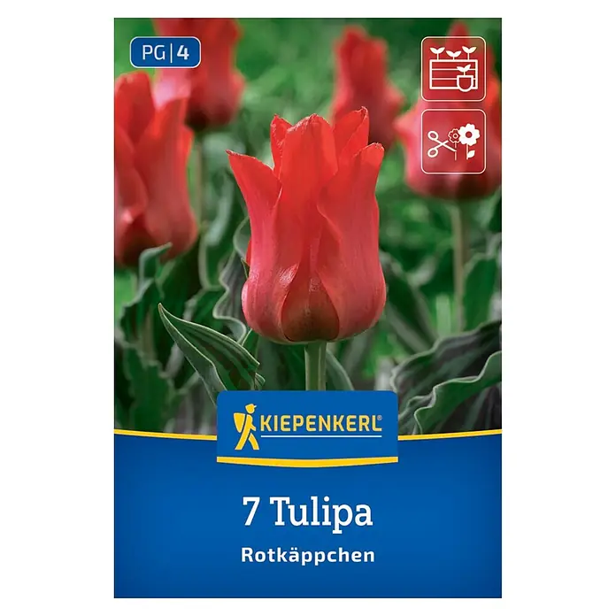 Kiepenkerl Blumenzwiebeln Greigii-Tulpe - Tulipa greigii - Kiepenkerl Packung für 7 rote 'Rotkäppchen' Tulpenzwiebeln, mit Tulpenfoto und Garten-Symbolen.