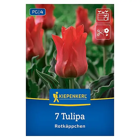 Kiepenkerl  Blumenzwiebeln Greigii-Tulpe