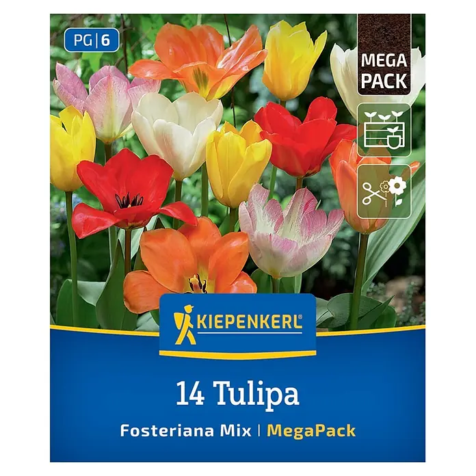 Kiepenkerl Blumenzwiebeln Mega-Pack Fosteriana-Tulpen - Tulipa fosteriana - Kiepenkerl MegaPack mit 14 Fosteriana Mix Tulpenzwiebeln. Verpackung zeigt diverse farbenprächtige Tulpen.