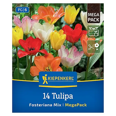 Kiepenkerl  Blumenzwiebeln Mega-Pack Fosteriana-Tulpen