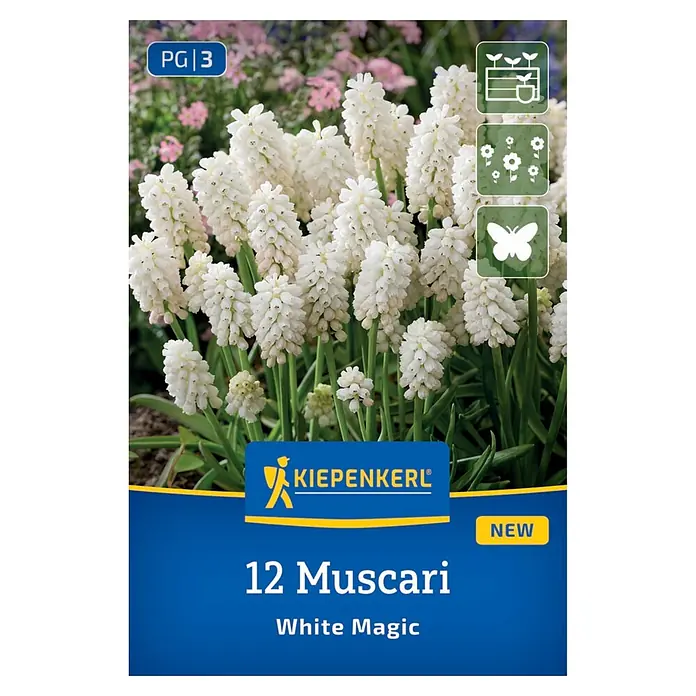 Kiepenkerl Blumenzwiebeln Traubenhyazinthen - Muscari aucheri White Magic - Weiße Muscari 'White Magic' Blüten in Blüte.