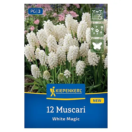 Kiepenkerl  Blumenzwiebeln Traubenhyazinthen