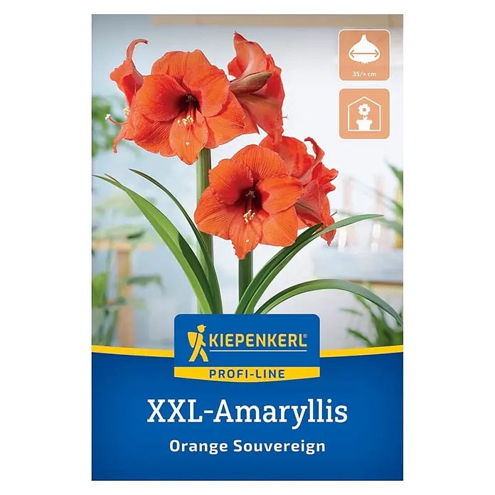 Kiepenkerl Profi-Line Amaryllis XXL Orange Souvereign - Hippeastrum hybrids, Orange - XXL Amaryllis 'Orange Sovereign' Zwiebelpackung mit leuchtend orangen Blüten und Pflege-Symbolen.