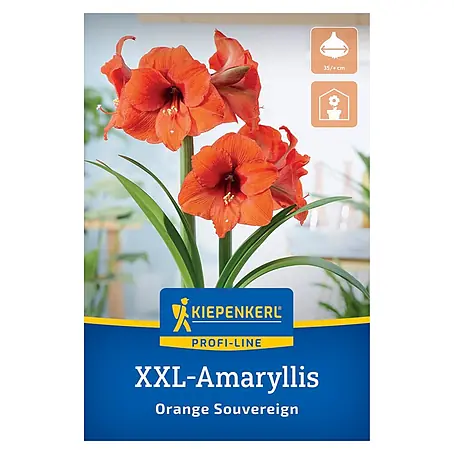 Kiepenkerl Profi-Line Amaryllis XXL Orange Souvereign
