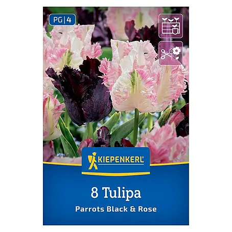 Kiepenkerl  Blumenzwiebeln Tulpen Mix