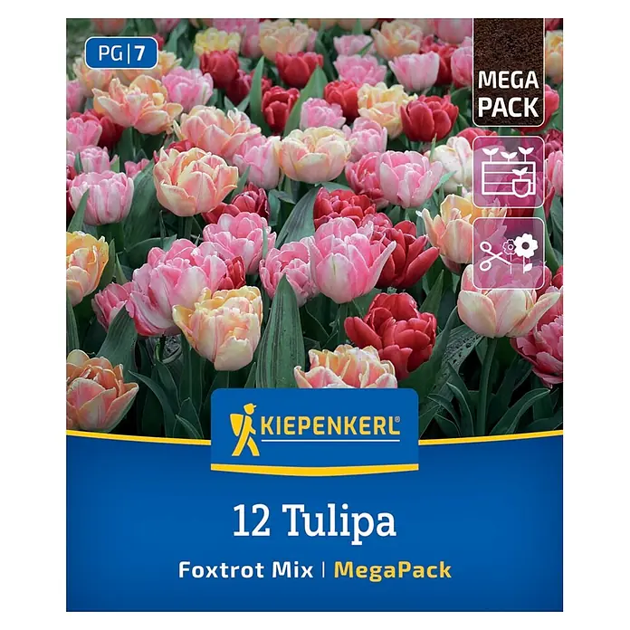 Kiepenkerl Blumenzwiebeln Mega-Pack Gefüllte frühe Tulpen - Tulipa hybrids Foxtrot - Kiepenkerl Verpackung für 12 'Foxtrot Mix' MegaPack Tulpenzwiebeln, mit leuchtend rosa, roten und pfirsichfarbenen gefüllten Tulpen.