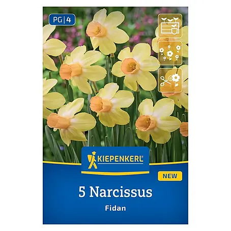 Kiepenkerl  Blumenzwiebeln Alpenveilchen-Narzisse