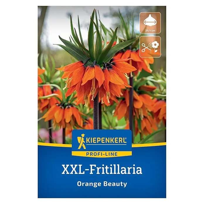 Kiepenkerl Profi-Line Blumenzwiebeln XXL Kaiserkrone Orange Beauty - Fritillaria imperialis, Orange - Orange Fritillaria 'Orange Beauty' Blüten mit grünen Blättern und dunklen Stielen. XXL-Zwiebeln (24+/cm), zum Schnitt geeignet.