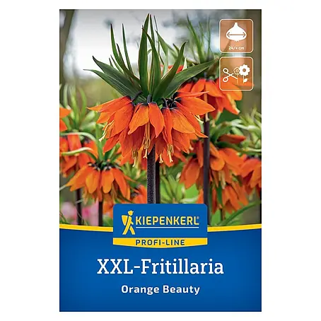 Kiepenkerl Profi-Line Blumenzwiebeln XXL Kaiserkrone Orange Beauty