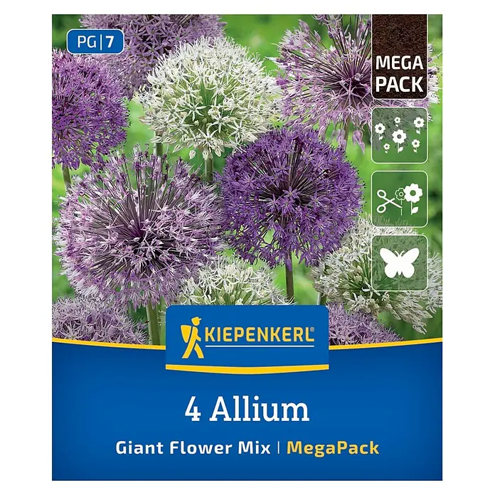Kiepenkerl Blumenzwiebeln Mega Pack - Allium sp. Großblumige Mischung - Kiepenkerl MegaPack für 4 Allium Riesenblumen-Mix Zwiebeln, zeigt violette und weiße Alliumblüten. PG 7.