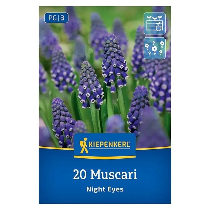 Kiepenkerl Blumenzwiebeln Traubenhyazinthen - Muscari armeniacum - KIEPENKERL-Verpackung für 20 Muscari 'Night Eyes' Zwiebeln, mit lila Traubenhyazinthen und Pflanzsymbolen.