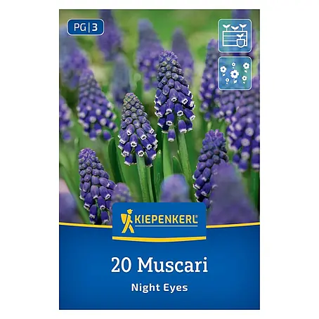 Kiepenkerl  Blumenzwiebeln Traubenhyazinthen