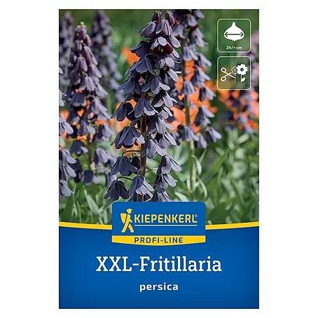 Kiepenkerl Profi-Line Blumenzwiebeln XXL Persische Kaiserkrone