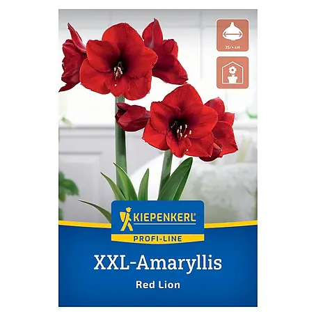 Kiepenkerl Profi-Line Amaryllis XXL Red Lion