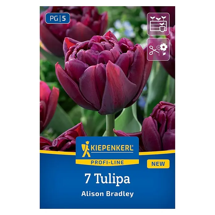 Kiepenkerl Profi-Line Blumenzwiebeln späte Tulpe - Tulipa hybrids Alison Bradley - Sieben dunkelviolette, gefüllte Tulpen 'Alison Bradley', ideal für Töpfe und als Schnittblumen.
