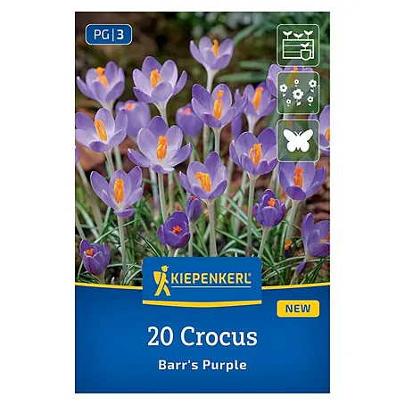 Kiepenkerl  Blumenzwiebeln Krokus