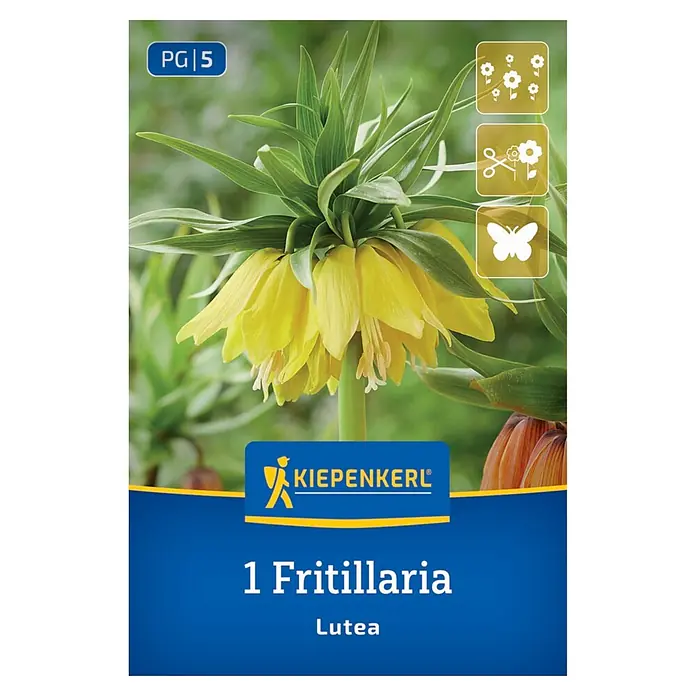 Kiepenkerl Blumenzwiebeln Kaiserkrone - Fritillaria imperialis Lutea - Verpackung für 1 Fritillaria Lutea Pflanze, mit leuchtend gelben, glockenförmigen Blüten und grünem Laub.