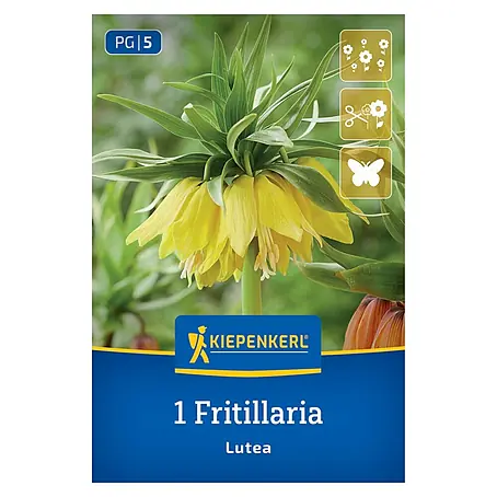Kiepenkerl  Blumenzwiebeln Kaiserkrone