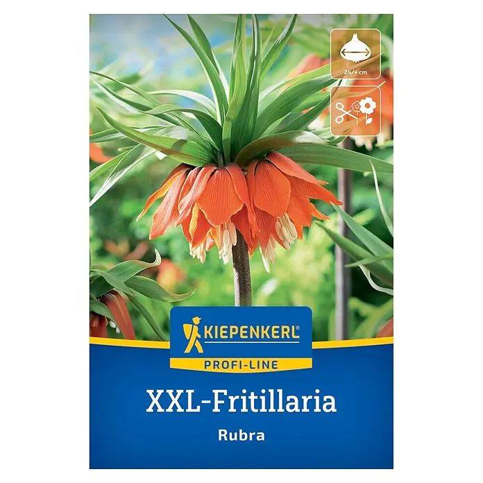 Kiepenkerl Profi-Line Blumenzwiebeln XXL Kaiserkrone Rubra - Fritillaria imperialis, Rot - Verpackung für XXL-Fritillaria Rubra mit orangefarbenen Blüten und grünen Blättern, inkl. Zwiebelgröße 24/+ cm und Schnittblumen-Symbol.