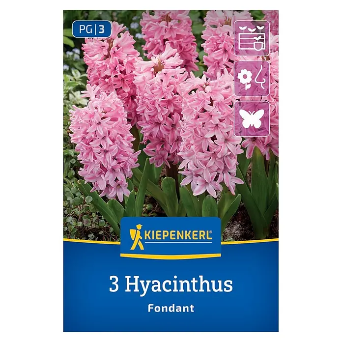 Kiepenkerl Blumenzwiebeln Hyazinthe - Hyacinthus orientalis 'Fondant' - Verpackung für 3 rosa Hyazinthenzwiebeln 'Fondant' von Kiepenkerl, mit Merkmalssymbolen.