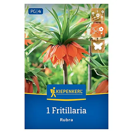 Kiepenkerl  Blumenzwiebeln Kaiserkrone