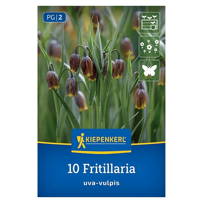 Kiepenkerl Blumenzwiebeln Fuchstraube - Fritillaria uva-vulpis - 10 Fritillaria uva-vulpis Pflanzen mit dunkelbraunen und gelben glockenförmigen Blüten und grünen Blättern.
