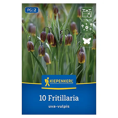 Kiepenkerl  Blumenzwiebeln Fuchstraube