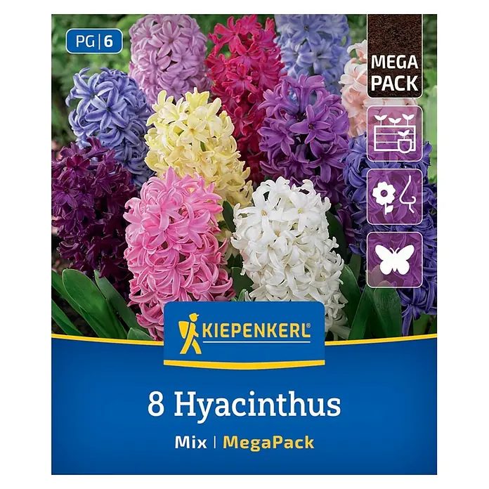 Kiepenkerl Blumenzwiebeln Mega Pack - Hyacinthus orientalis - MegaPack mit 8 gemischten Hyazinthen in lebhaften Farben: Lila, Rosa, Gelb, Weiß, Rot und Blau.