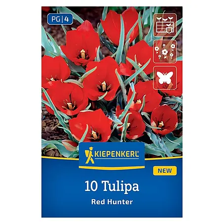 Kiepenkerl  Blumenzwiebeln Wildtulpen