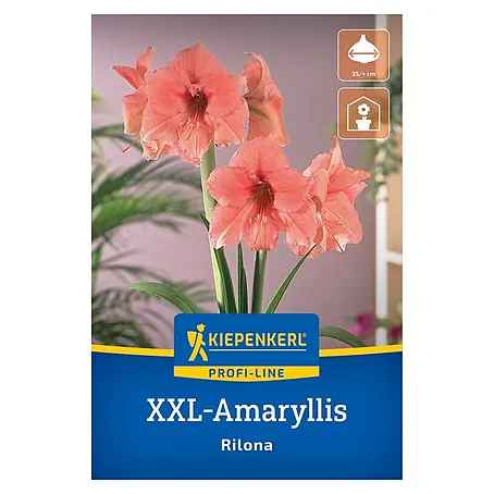 Kiepenkerl Profi-Line Amaryllis XXL Rilona