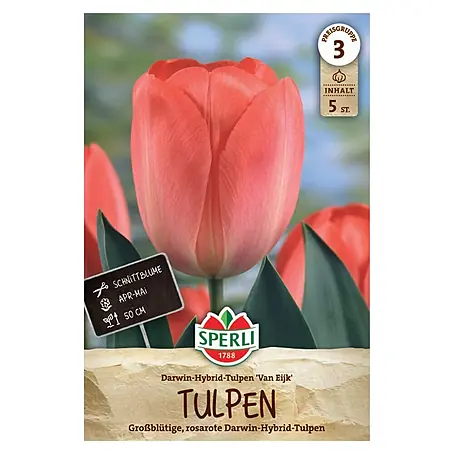 Sperli  Blumenzwiebeln Darwin Hybrid Tulpe Van Eijk