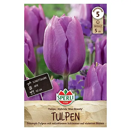 Sperli  Blumenzwiebeln Triumph-Tulpe Blue Beauty