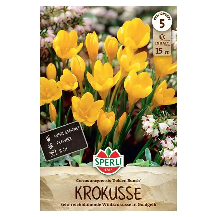 Sperli Frühlingsblumenzwiebeln Wildkrukus Golden Bunch - Crocus ancyrensis, 15 Stk. - Leuchtend goldgelbe Krokusse der Sorte 'Golden Bunch', 15 Stück, für Kübel und frühe Blüte.