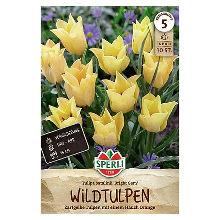 Sperli  Blumenzwiebeln Wildtulpe Bright Gem