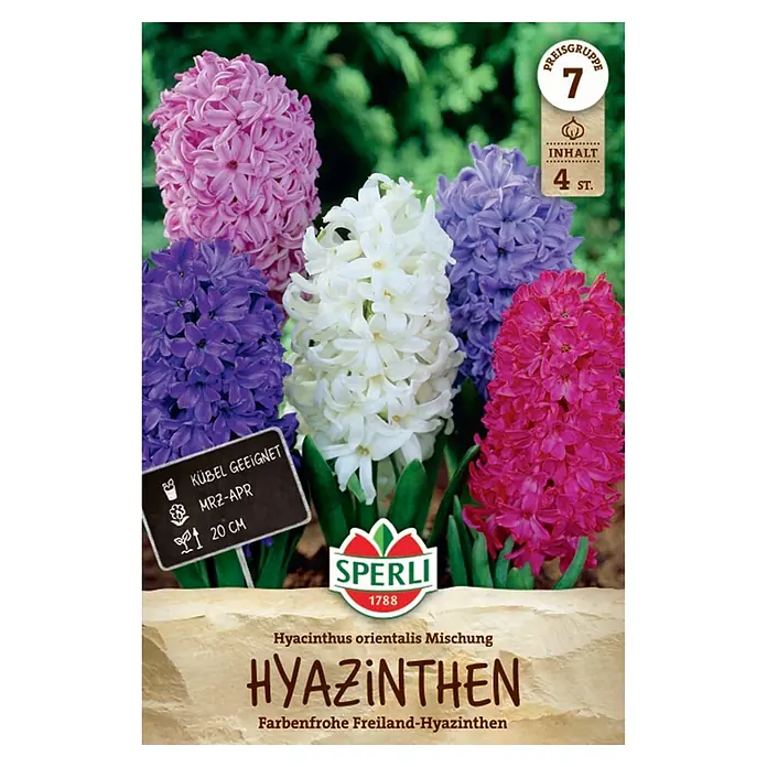 Sperli Blumenzwiebeln Hyazinthen Mischung - Hyacinthus orientalis, Lila, Pink, Weiß, Anzahl Blumenzwiebeln: 4 Stk. - Vier farbenfrohe Hyazinthen (rosa, lila, weiß, fuchsia) für Freiland/Kübel, Blüte Mrz-Apr, 20 cm, 4 St.