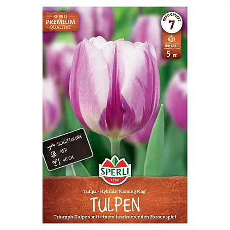 Sperli  Blumenzwiebeln Triumph-Tulpe Flaming Flag