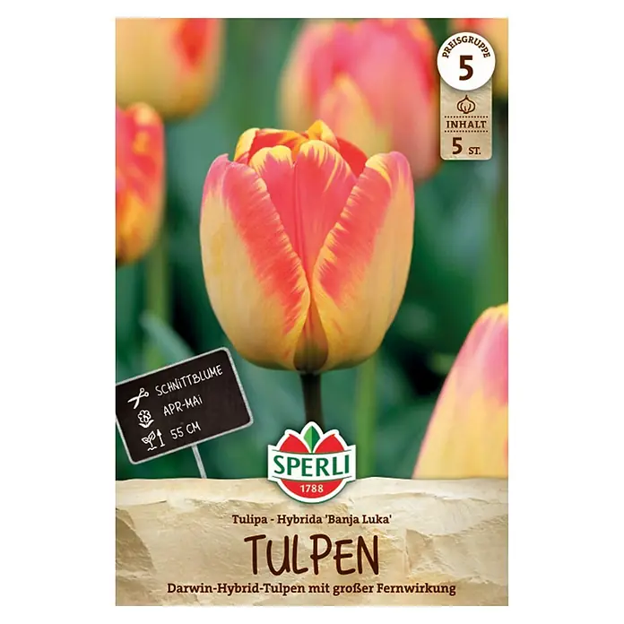 Sperli Blumenzwiebeln Darwin Hybrid Tulpe Banja Luka - Tulipa hybrids - Sperli 'Banja Luka' Darwin-Hybrid Tulpenzwiebeln-Packung mit einer leuchtend rot-gelben Tulpe, Inhalt 5 Stück, Schnittblume, 55 cm Höhe.