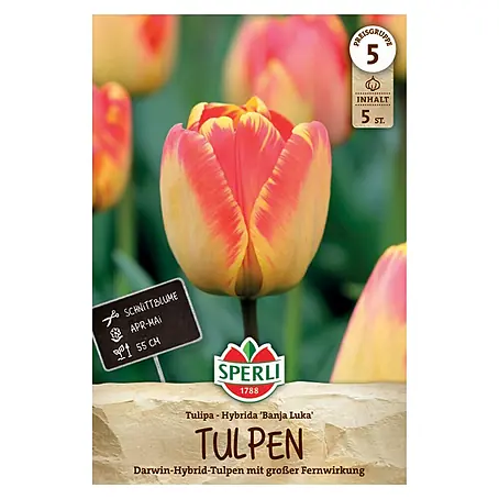 Sperli  Blumenzwiebeln Darwin Hybrid Tulpe Banja Luka
