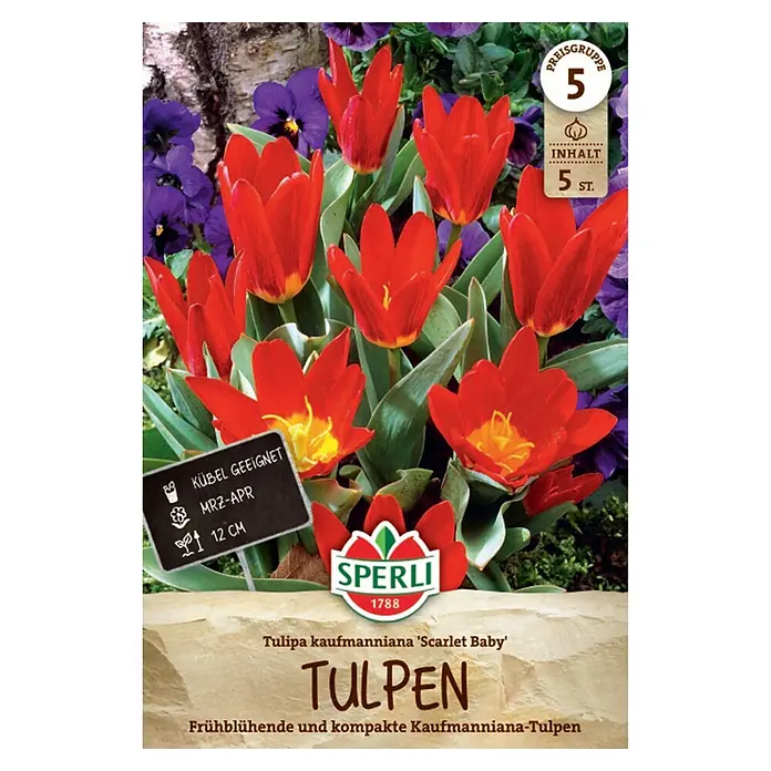 Sperli Blumenzwiebeln Scarlet Baby - Tulipa kaufmanniana, 5 Stk. - Verpackung mit roten Kaufmanniana 'Scarlet Baby' Tulpen, frühblühend und kompakt, mit Etikett für 5 Zwiebeln, Topfeignung, Blütezeit und Höhe.