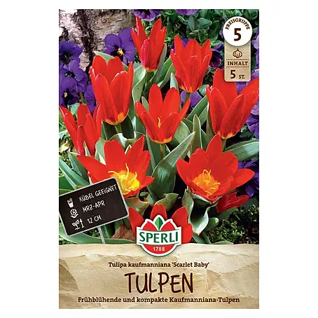 Sperli  Blumenzwiebeln Scarlet Baby