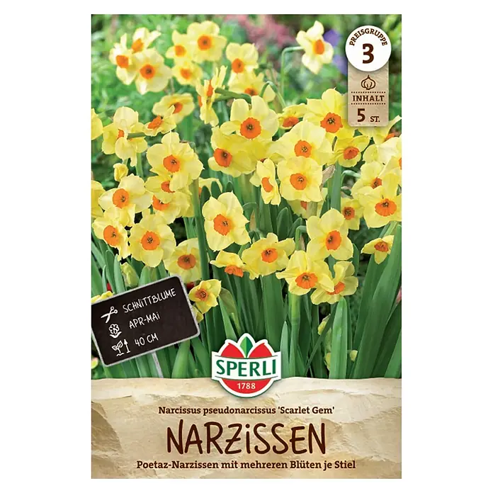 Sperli Blumenzwiebeln Poetaz-Narzisse Scarlet Gem - Narcissus tazetta, Gelb/Orange, 5 Stk. - Leuchtend gelbe Narzissen mit orangefarbenen Mitten, die in einer Gruppe inmitten grüner Blätter blühen, Sorte 'Scarlet Gem'.