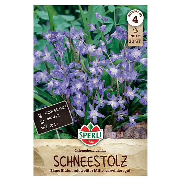 Sperli Blumenzwiebeln Schneestolz - Chionodoxa luciliae, Blau/Weiß, 20 Stk. - Packung Chionodoxa luciliae (Schneestolz) Blumenzwiebeln, zeigt blaue Blüten mit weißer Mitte.