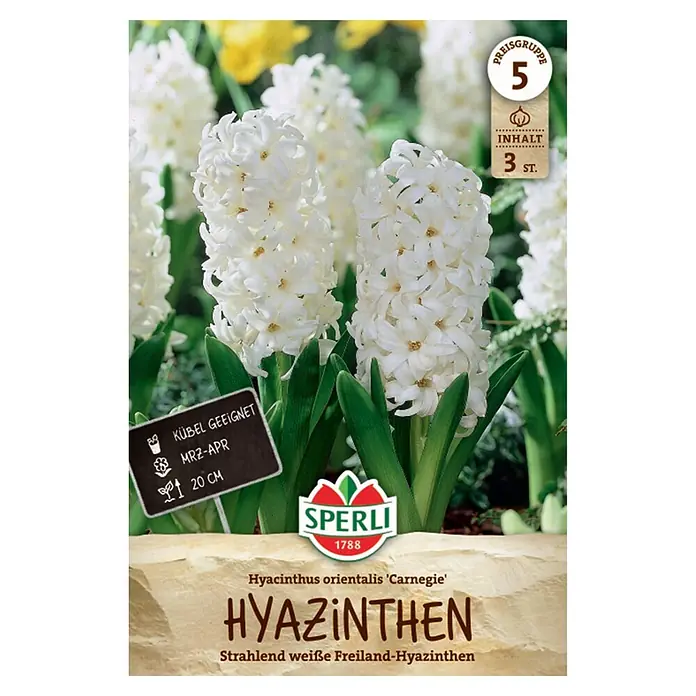 Sperli Blumenzwiebeln Hyazinthe Carnegie - Hyacinthus orientalis, Weiß, 3 Stk. - Strahlend weiße 'Carnegie' Hyazinthen für Garten und Topf. Packung mit 3 Zwiebeln.