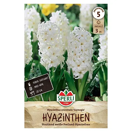 Sperli  Blumenzwiebeln Hyazinthe Carnegie