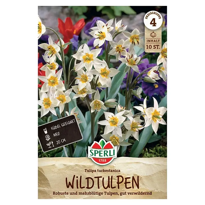 Sperli Blumenzwiebeln Wildtulpe Turkestanica - Tulipa turkestanica, Weiß, 10 Stk. - Verpackung von Wildtulpen (Tulipa turkestanica) mit weißen, sternförmigen Blüten und gelben Zentren, geeignet für Töpfe, 10 Stück.