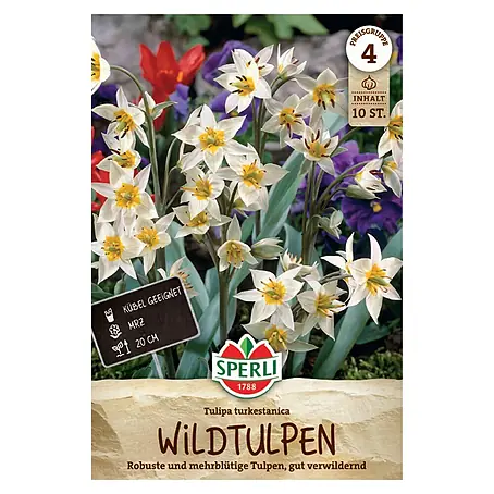 Sperli  Blumenzwiebeln Wildtulpe Turkestanica